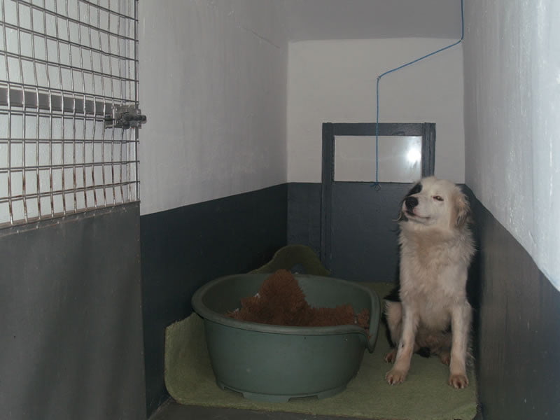 Dog in Kennel